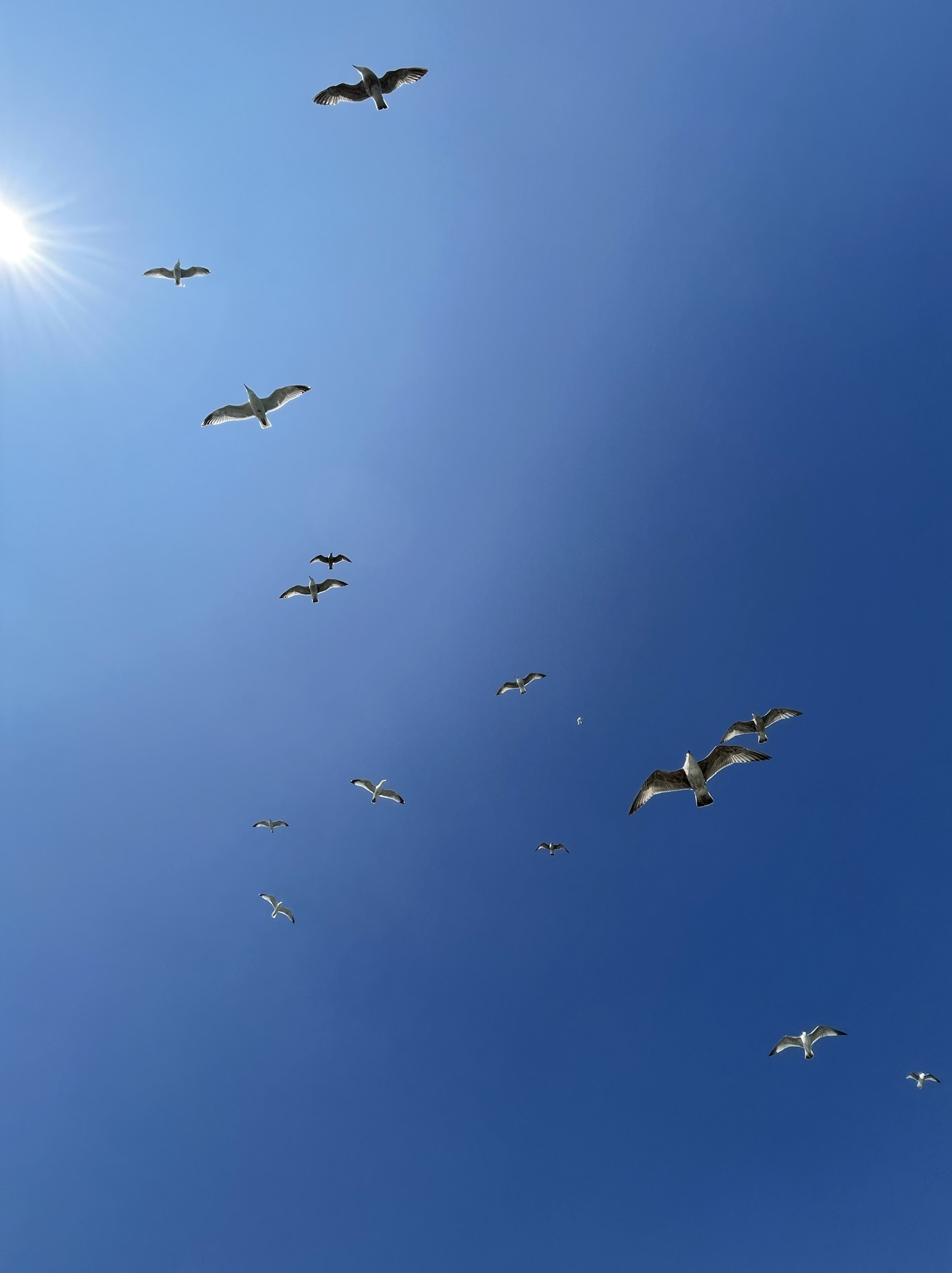 Gulls scattered across an immense, intensely blue sky