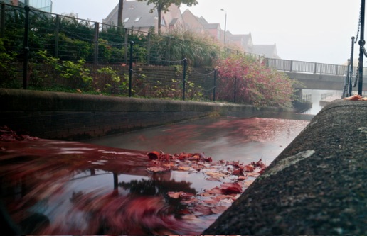 Dark water and crimson leaves moving through an urban canal in rain