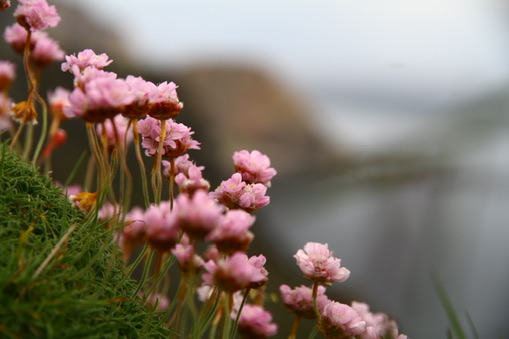 Pink sea flowers growing above a soft, distant coastline